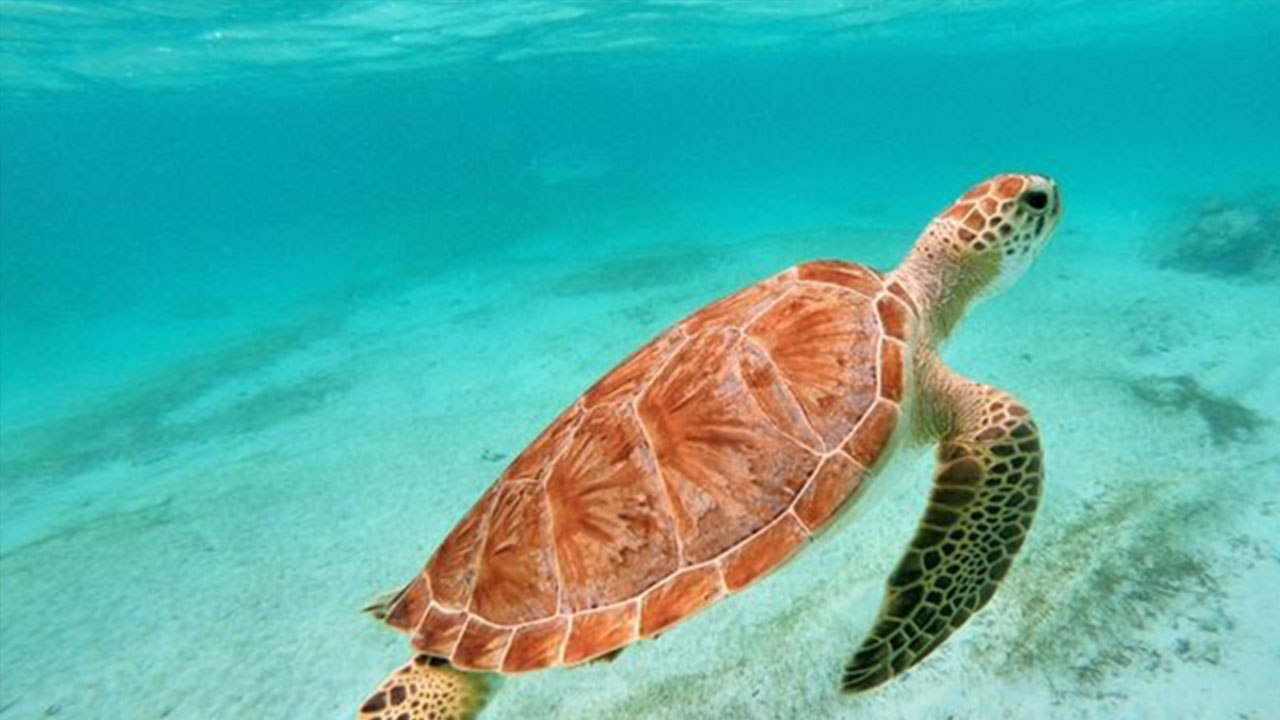 Riviera Maya Sailing Elite